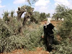 مستوطنون يقطعون 40 شجرة زيتون معمّرة جنوب سلفيت