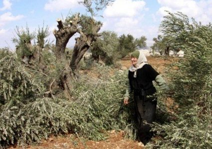 مستوطنون يقطعون 40 شجرة زيتون معمّرة جنوب سلفيت