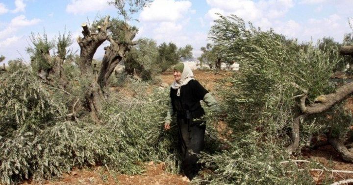مستوطنون يقطعون 40 شجرة زيتون معمّرة جنوب سلفيت