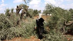 مستوطنون يقطعون 40 شجرة زيتون معمّرة جنوب سلفيت