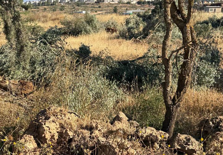 مستوطنون يقتلعون قرابة 70 شجرة زيتون ولوز معمرة في بلدة ترمسعيا شمال رام الله  يزيد عمرها عن 60 عامًا