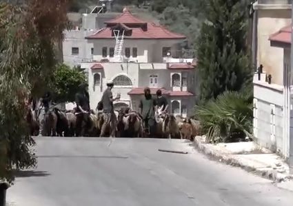 اعتداءات المستوطنين تحرم عائلة فلسطينية من رزقها وفرحة الأضحى في مسافر يطا