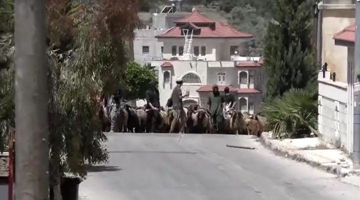 اعتداءات المستوطنين تحرم عائلة فلسطينية من رزقها وفرحة الأضحى في مسافر يطا
