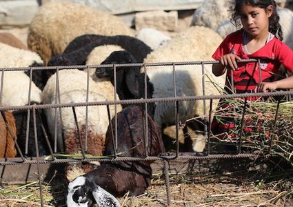 عيد أضحى بلا أضاحٍ… غزة تدخل عاماً ثالثاً من الحرمان تحت الحصار والحرب