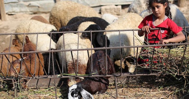 عيد أضحى بلا أضاحٍ… غزة تدخل عاماً ثالثاً من الحرمان تحت الحصار والحرب