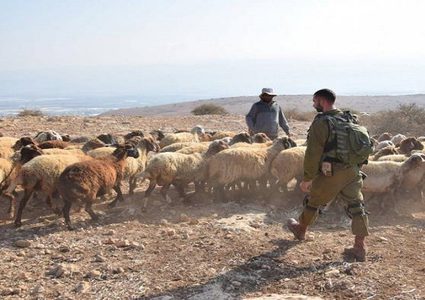 مستوطنون يسرقون عشرات الأغنام من مواطنين في بيت إكسا شمال غرب القدس