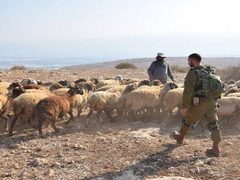مستوطنون يسرقون عشرات الأغنام من مواطنين في بيت إكسا شمال غرب القدس