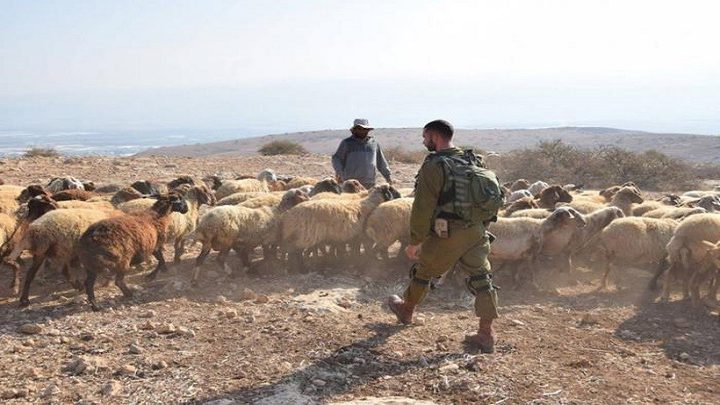 مستوطنون يسرقون عشرات الأغنام من مواطنين في بيت إكسا شمال غرب القدس