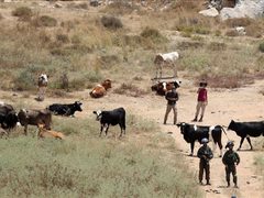 رام الله: مستوطنون يطلقون مواشيهم في أراضي المواطنين