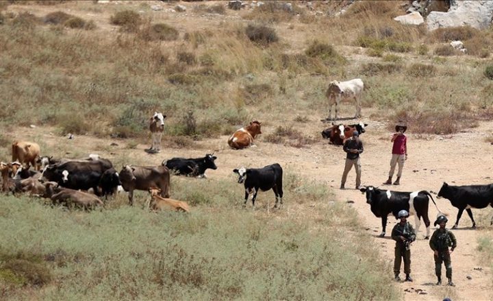 رام الله: مستوطنون يطلقون مواشيهم في أراضي المواطنين