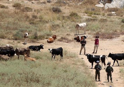 رام الله: مستوطنون يطلقون مواشيهم في أراضي المواطنين