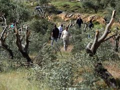 مستعمرون يكسرون اشجار الزيتون في بيت لحم