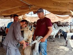 الزراعة تحصن أكثر من 14 ألف رأس ماشية ضد الحمى القلاعية