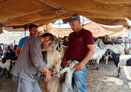 الزراعة تحصن أكثر من 14 ألف رأس ماشية ضد الحمى القلاعية