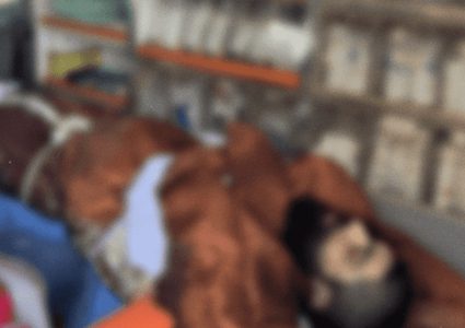 تشييع جثمان الشهيد مصطفى الخطيب في سرطة غرب سلفيت