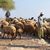 مستوطنون يرعون أغنامهم في أرض زراعية بقرية المغير شرق رام الله