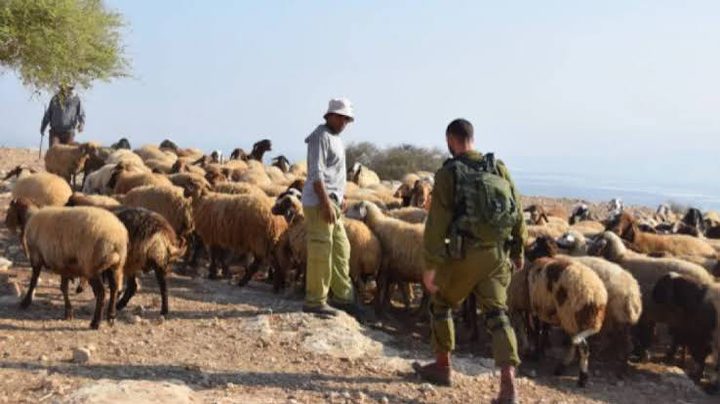 مستوطنون يرعون أغنامهم في أرض زراعية بقرية المغير شرق رام الله
