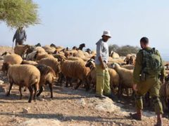 مستوطنون يرعون أغنامهم في أرض زراعية بقرية المغير شرق رام الله
