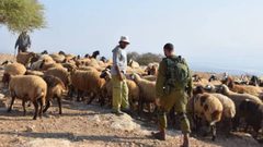 مستوطنون يرعون أغنامهم في أرض زراعية بقرية المغير شرق رام الله
