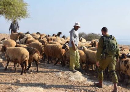 مستوطنون يرعون أغنامهم في أرض زراعية بقرية المغير شرق رام الله