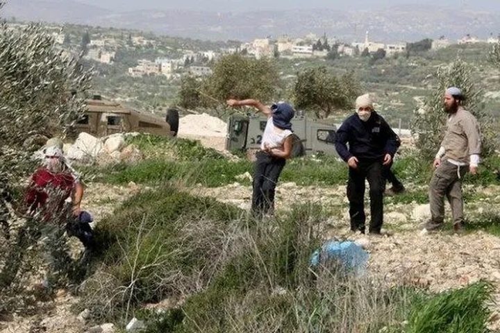 مستوطنون يهاجمون منطقة المسعودية شمال غرب نابلس