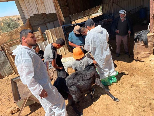 "الزراعة": 43 ألف عملية تطعيم وترقيم للثروة الحيوانية