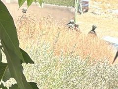 اقتحام قوات الاحتلال حي الكسارات المحاذي لمخيم قلنديا شمال #القدس المحتلة.