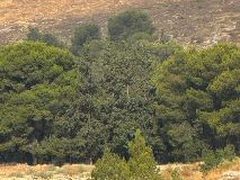 مستوطنون يقيمون بؤرة استيطانية جديدة على أراضي بلدة صوريف شمال غرب الخليل