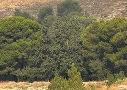 مستوطنون يقيمون بؤرة استيطانية جديدة على أراضي بلدة صوريف شمال غرب الخليل