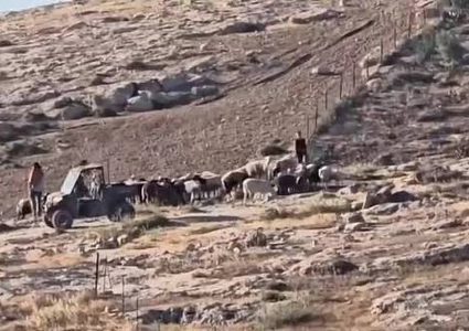 مستوطن يقتحم تجمع الكعابنة ويطلق أغنامه بين مساكن المواطنين