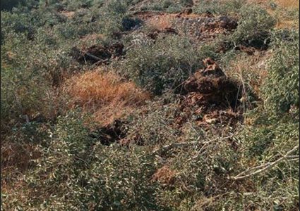 الاحتلال يقتلع عشرات أشجار الزيتون من أراضي مادما بنابلس