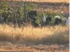 مستوطنون يخربون أراضٍ زراعية في قرية المغير شرق رام الله