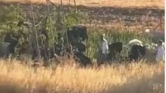 مستوطنون يخربون أراضٍ زراعية في قرية المغير شرق رام الله