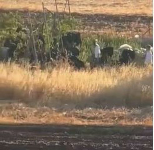 مستوطنون يخربون أراضٍ زراعية في قرية المغير شرق رام الله
