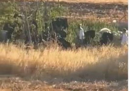 مستوطنون يخربون أراضٍ زراعية في قرية المغير شرق رام الله