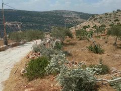سلفيت: مستوطنون يكسرون أشجار زيتون غرب كفر الديك
