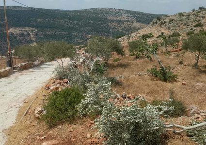 مستوطنون يخربون أراضٍ زراعية في خربة مسعود جنوب جنين