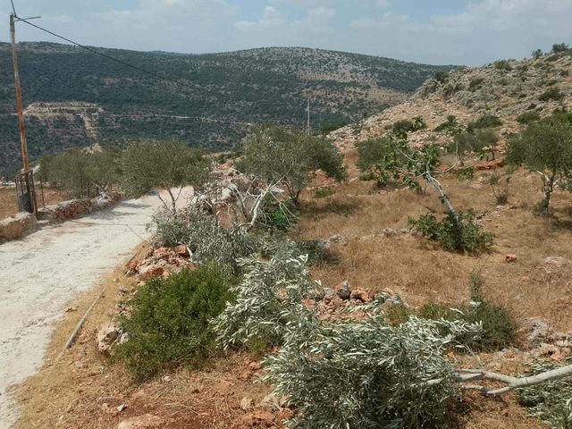 مستوطنون يخربون أراضٍ زراعية في خربة مسعود جنوب جنين