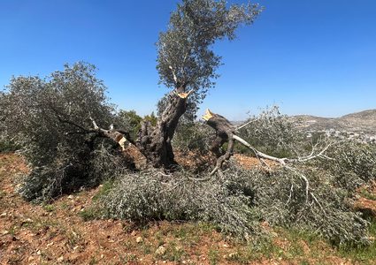 مستوطنون يحطمون عشرات أشجار الزيتون في دير أبو ضعيف