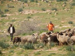 مستوطنون يهاجمون مواطنين ورعاة ماشية جنوب الخليل والاحتلال يعتقل اثنين