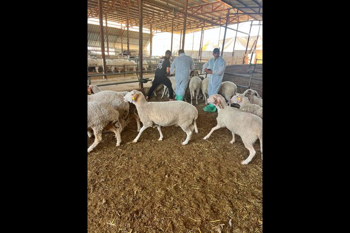 الاحتلال يعرقل حملة تطعيم وترقيم الثروة الحيوانية في الأغوار الشمالية