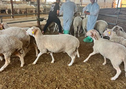 الاحتلال يعرقل حملة تطعيم وترقيم الثروة الحيوانية في الأغوار الشمالية