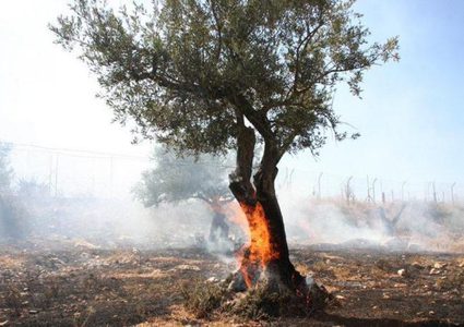 الاحتلال يحرق عشرات أشجار الزيتون في دير قديس غرب رام الله