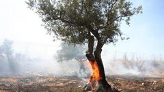 الاحتلال يحرق عشرات أشجار الزيتون في دير قديس غرب رام الله