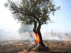 الاحتلال يحرق عشرات أشجار الزيتون في دير قديس غرب رام الله