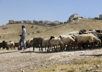 مستوطنون يرعون مواشيهم في تجمع المهتوش شرق القدس المحتلة