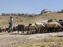 مستوطنون يرعون مواشيهم في تجمع المهتوش شرق القدس المحتلة