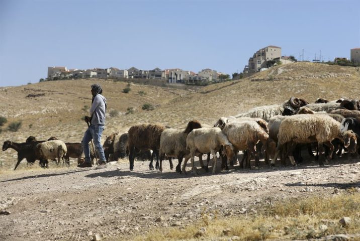 مستوطنون يرعون مواشيهم في تجمع المهتوش شرق القدس المحتلة