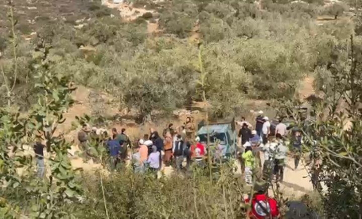 مستوطنون يقطعون أكثر من 20 شجرة حمضيات في وادي قانا