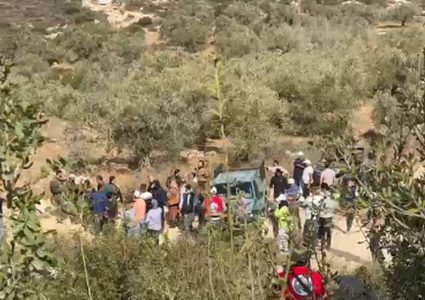 مستوطنون يقطعون أكثر من 20 شجرة حمضيات في وادي قانا